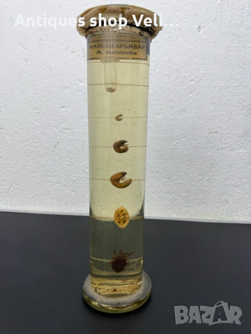 Развитие на майски бръмбар в стъкленица №7810 