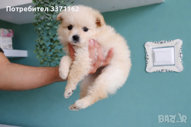 Померан шпиц 