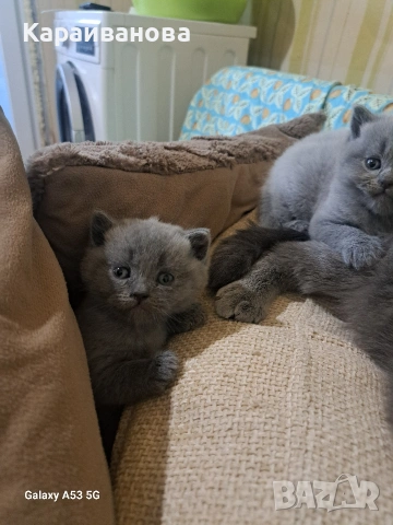 Британски сини колорпойнти , снимка 5 - Британска късокосместа - 53753333