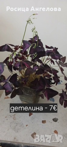 Хоя, зефирантес, драцена, детелина, кливия, кактус, снимка 9 - Стайни растения - 53239789