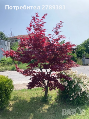 Червенолистен Японски клен