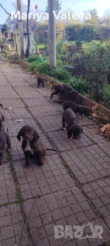 Кученца Курцхар , снимка 9 - Курцхаар - 52863953