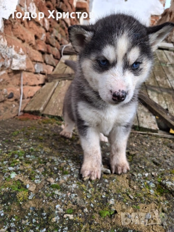 Продаватсе, снимка 6 - Хъски - 53504888