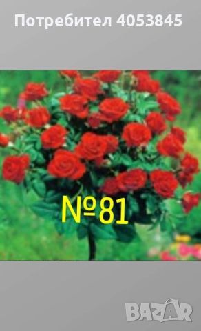 дърво роза щамбова роза цена 25 лв , снимка 6 - Градински цветя и растения - 45110849
