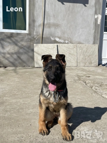 немска овчарка от родословни родители, снимка 5 - Немска овчарка - 53421603