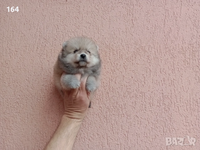 Померани. Реални снимки от 29.03.26 г., снимка 8 - Померан - 54017118