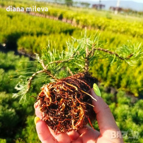  Pinus Mugo Mughus, Клек, снимка 10 - Градински цветя и растения - 40696492