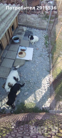 Подарявам кученца , снимка 5 - Други - 53772333