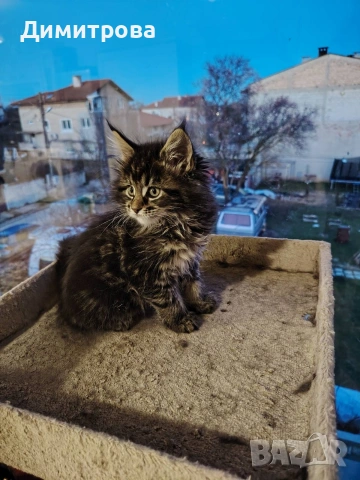 Мейн Кун, чистокръвни котета , снимка 2 - Мейн кун - 53787264