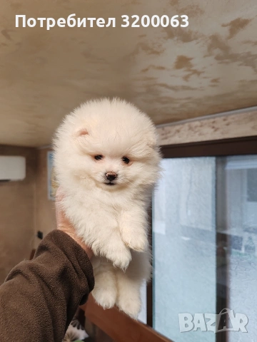Померан мини шпиц., снимка 7 - Померан - 53913386