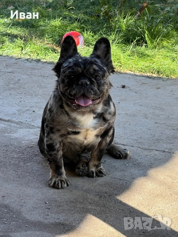 Френски булдог, снимка 12 - Френски булдог - 53140562