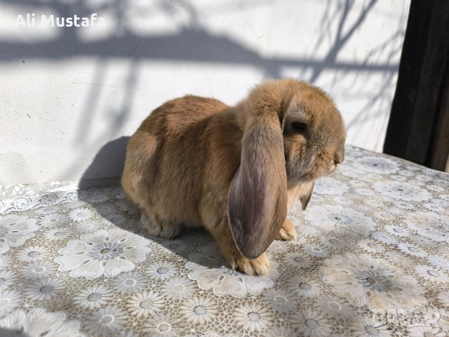 МЪЖКИ кочовати зайци , снимка 7 - Други - 53465684