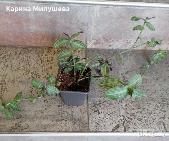 Продавам различни цветя, снимка 9 - Стайни растения - 44843070