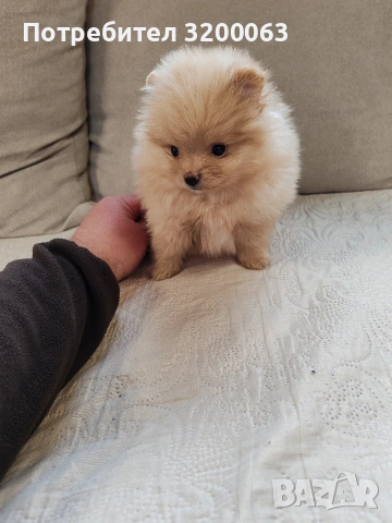 Померан мини шпиц., снимка 3 - Померан - 53913386