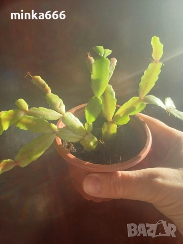 Цикламено коледниче.