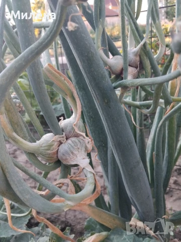 Вечен лук, многоетажен лук, въздушен лук, живораждащ лук , снимка 7 - Градински цветя и растения - 45035276