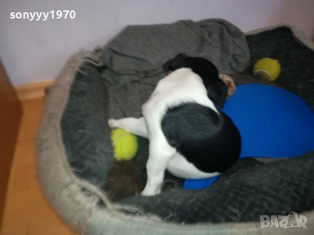 ПРОДАВАМЕ ДЖАК-ЖЕНСКО КУТРЕ 0911251839, снимка 5 - Джак ръсел териер - 52353720