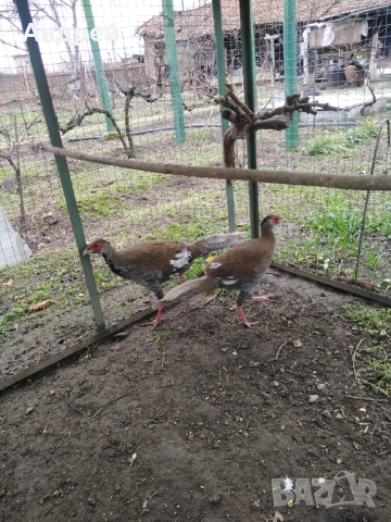 Сребърни фазани чифт