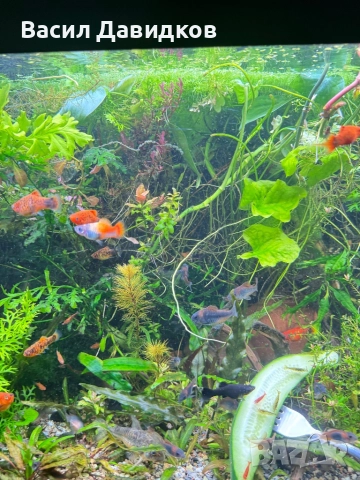 Рибки за аквариум живородни , снимка 2 - Рибки - 51151476