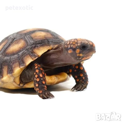 Сухоземна Червенопетниста Костенурка Карбонария - Red-footed tortoise, Chelonoidis carbonarius, снимка 18 - Костенурки - 46069773