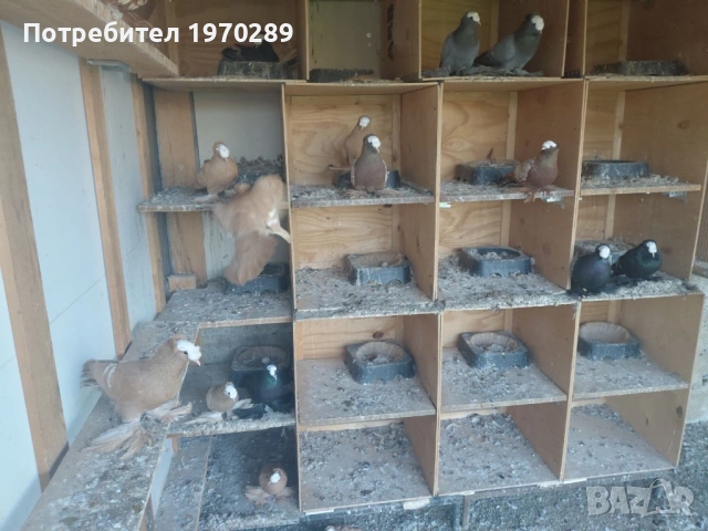 Саксонски Свещеници