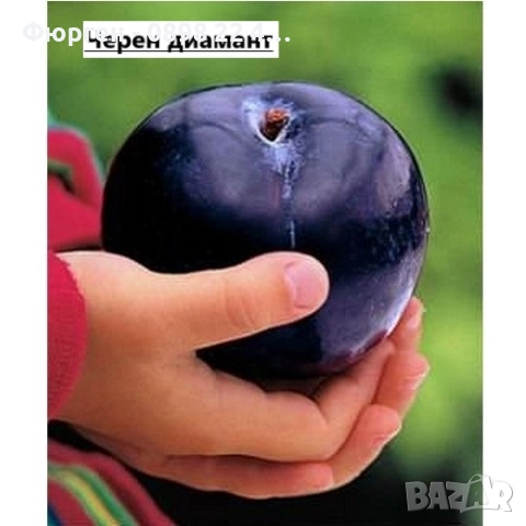 Слива - Налични 4 сорта Анджелино ,Черен диамант (Блек Даймънд) , Черен Сплендор - BLACK SPLENDOR и , снимка 2 - Разсади - 51852300