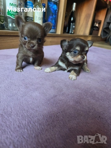 Продавам чихоа, снимка 6 - Чихуахуа - 53705975