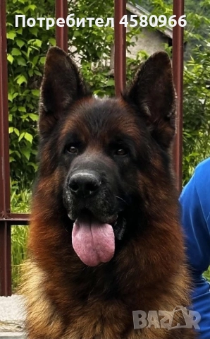 Топ Немски Овчарки , снимка 3 - Немска овчарка - 51913768