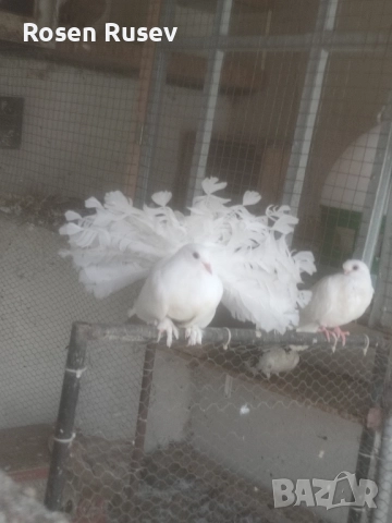 Свободни гълъби 100 бр.Пощи Ардезио гълъби на въртене , снимка 3 - Гълъби - 52429670
