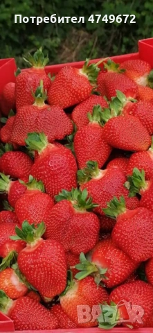 Качествен разсад  , снимка 7 - Разсади - 53770381