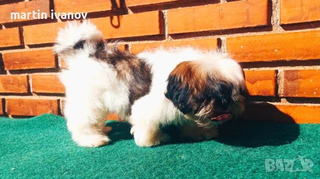 Кученца шитцу, снимка 2 - Ши Тцу - 52810323