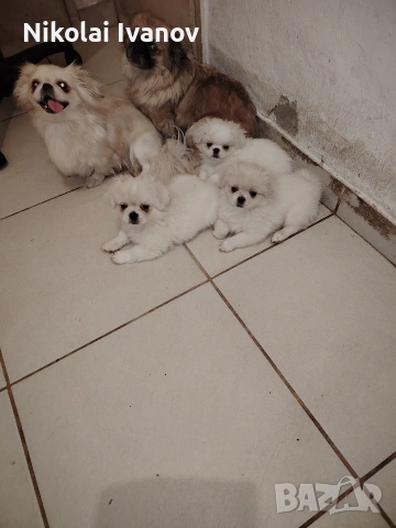 Бели пекинезчета на 60 дни , снимка 5 - Пекинез - 53741692