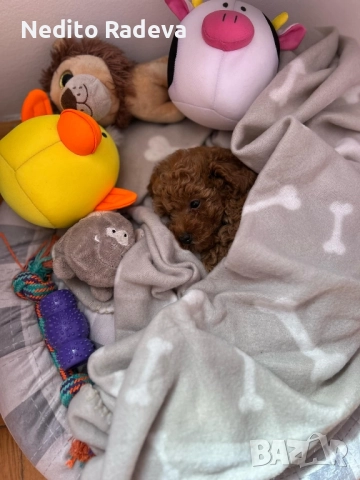 Той-teacup пудел , снимка 8 - Търси партньор - 52806986