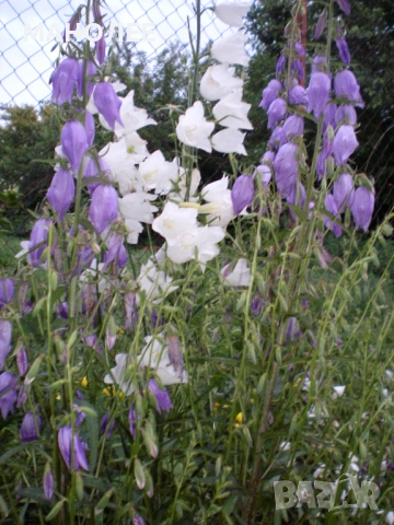 Камбанки, снимка 2 - Градински цветя и растения - 52695738