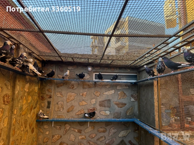 Гълаби неврени и лимонки, снимка 3 - Гълъби - 50813378