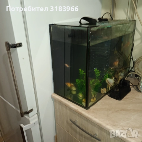 голям аквариум с рибки оборудван 50 х 40 х 24, снимка 2 - Аквариуми - 53830698