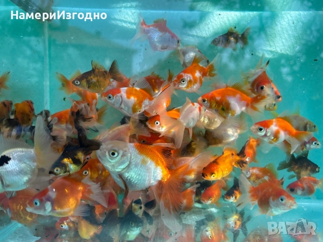 Продава оранди, снимка 2 - Рибки - 52240083