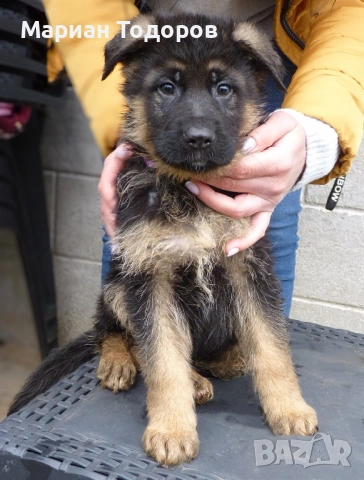 Елитни немски овчарки, снимка 8 - Немска овчарка - 52907166