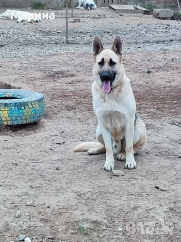 Немски овчарки мъжки и женски, снимка 5 - Немска овчарка - 52669737