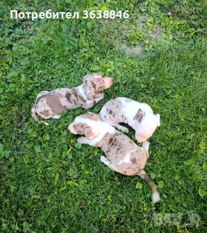 мини дакел, снимка 3 - Дакели - 51374634