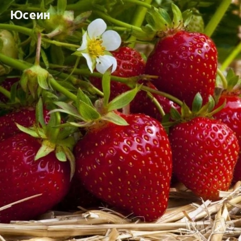 Ягоди сорт Зенга-Зенгана, снимка 3 - Разсади - 52900677