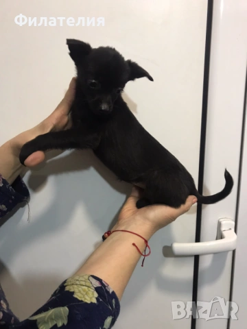 Мини ПИНЧЕР, снимка 2 - Пинчер - 53071179