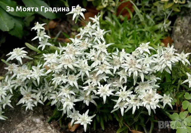 Еделвайс , снимка 2 - Градински цветя и растения - 49491251