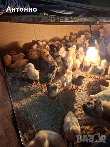 Малки пилета продавам , снимка 2 - Кокошки и пуйки - 54101009