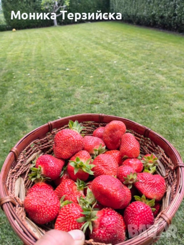 Разсад ягоди сорт Клери, снимка 7 - Разсади - 51284771