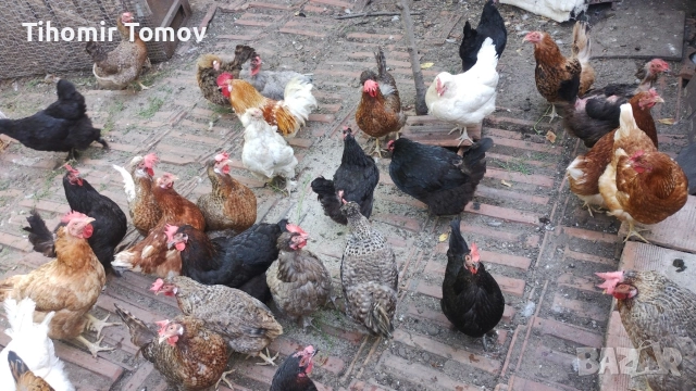 продавам домашно гледани пуйки пуяци за празниците , снимка 11 - Кокошки и пуйки - 51832484