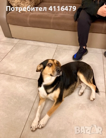 Куче в спешна нужда от нов дом, снимка 12 - Други - 52942967