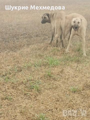 Малки кангали, снимка 3 - Кангал - 53829825