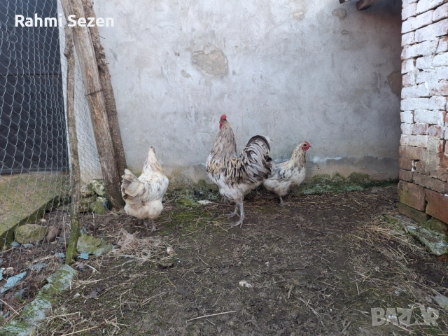 Разплодни яйца , снимка 6 - Кокошки и пуйки - 54167827