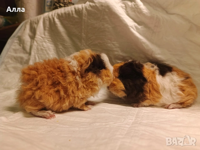 Морски свинчета , снимка 3 - Морски свинчета - 54080769